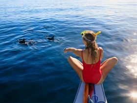 Guest watching dolphins swimming alongside a boat in the clear waters of Port Stephens, New South Wales.