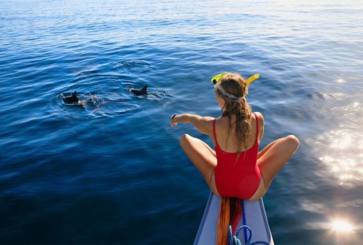 Guest watching dolphins swimming alongside a boat in the clear waters of Port Stephens, New South Wales.