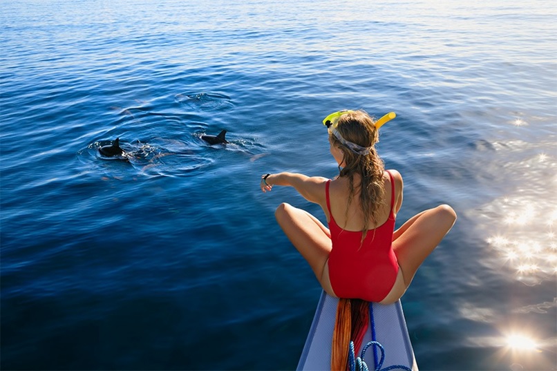 Guest watching dolphins swimming alongside a boat in the clear waters of Port Stephens, New South Wales.